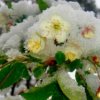 Защита садовых растений от заморозков