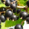 Выращивание и особенности черной смородины