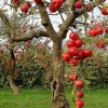 Формирование кроны яблони