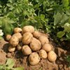 Выращивание картофеля в средней полосе России